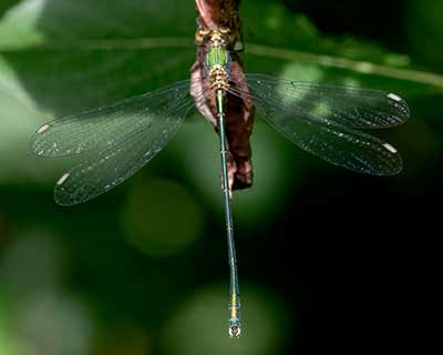 Western Willow Spreadwing