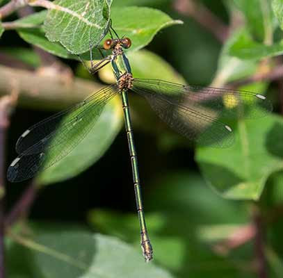 Western Willow Spreadwing