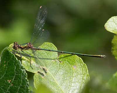 Western Willow Spreadwing