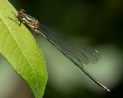 Western Willow Spreadwing