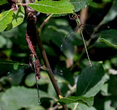 Western Willow Spreadwing