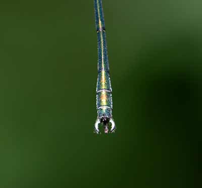Western Willow Spreadwing