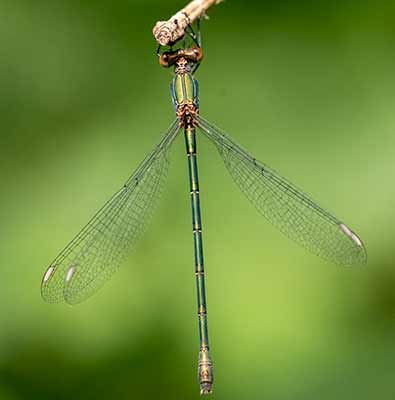 Western Willow Spreadwing