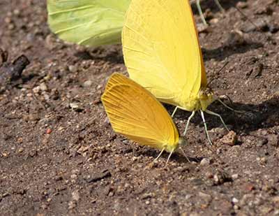 Westwood's Yellow