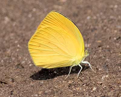 Westwood's Yellow