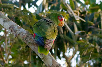 White-fronted Amazon