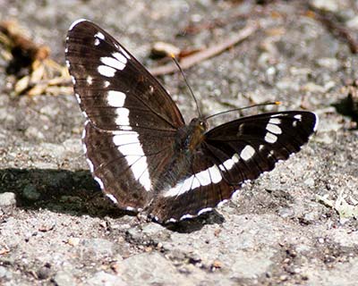 White Admiral