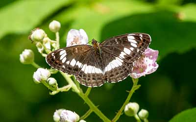 White Admiral