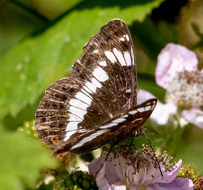 White Admiral