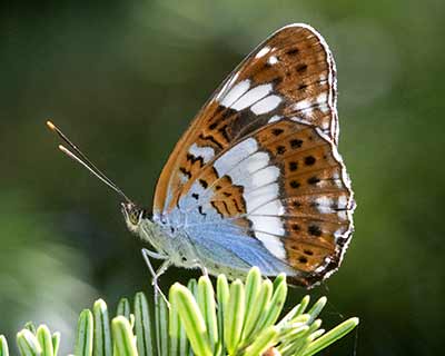 White Admiral