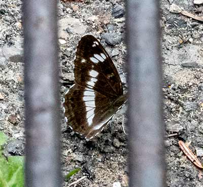White Admiral