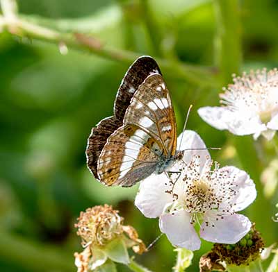 White Admiral
