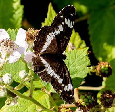 White Admiral