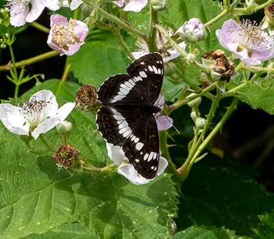 White Admiral