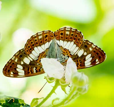 White Admiral