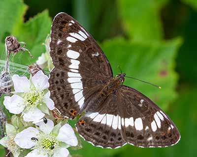 White Admiral