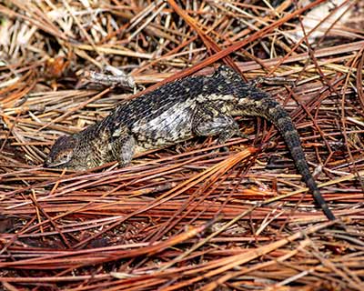 White-bellied Rough Lizard