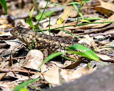 White-bellied Rough Lizard