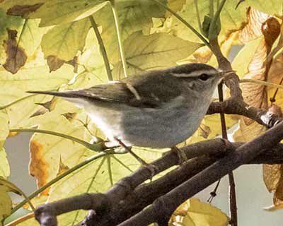 Yellow-browed Warbler