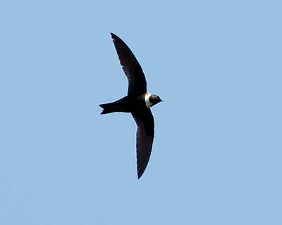 White-collared Swift
