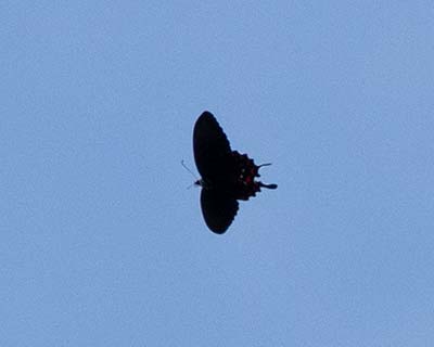 White-dotted Cattleheart