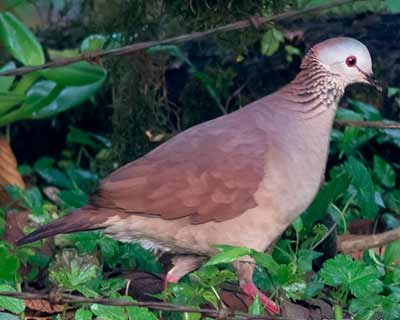 White-faced Quail-Dove
