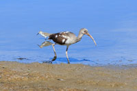White Ibis