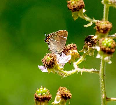 White-letter Hairstreak