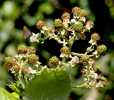 White-letter Hairstreak