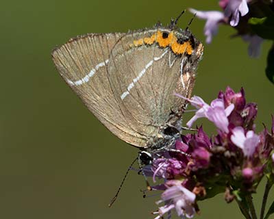 White-letter Hairstreak