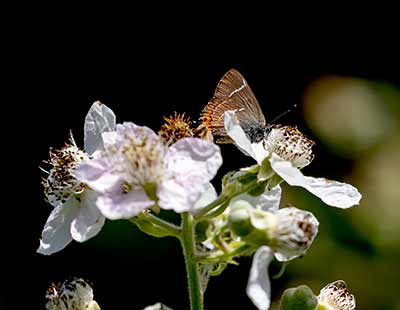 White-letter Hairstreak