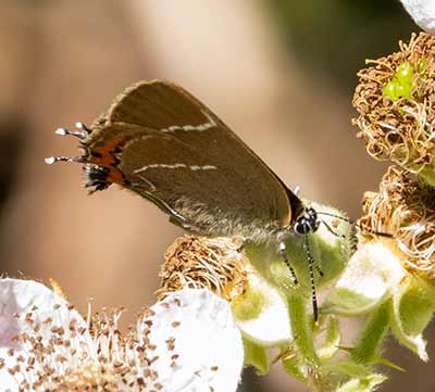 White-letter Hairstreak