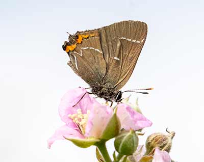 White-letter Hairstreak