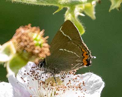 White-letter Hairstreak