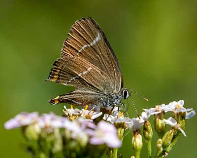 White-letter Hairstreak