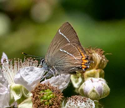 White-letter Hairstreak