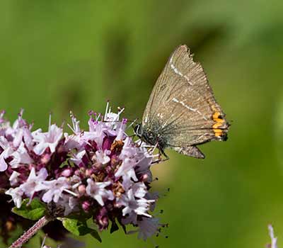 White-letter Hairstreak
