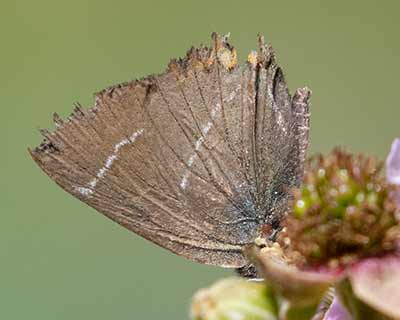 White-letter Hairstreak