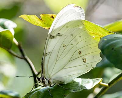 White Morpho