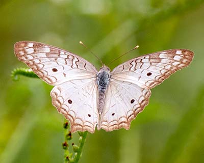 White Peacock