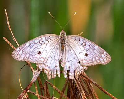 White Peacock