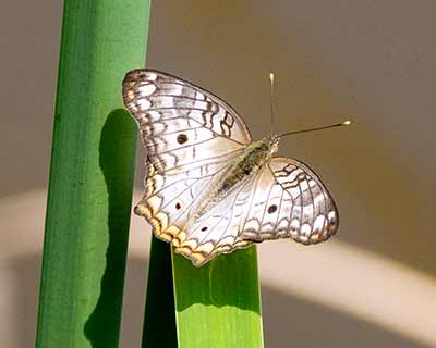 White Peacock