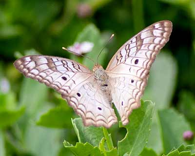 White Peacock