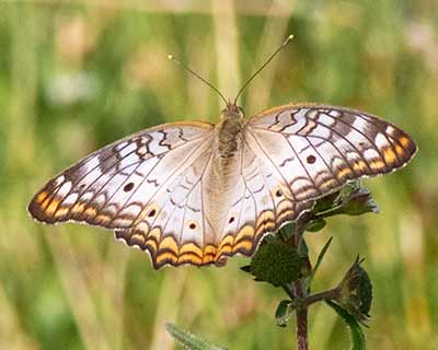 White Peacock