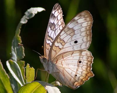 White Peacock