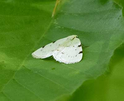 White-pinion Spotted