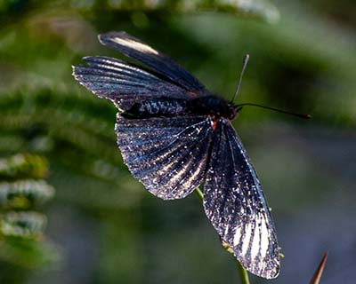 White-rayed Checkerspot