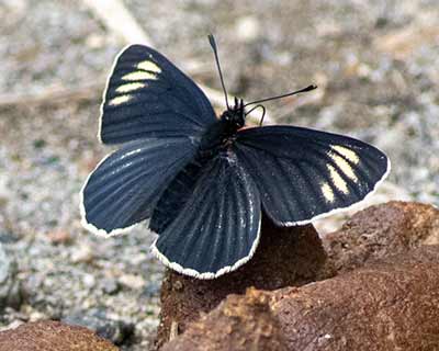 White-rayed Checkerspot