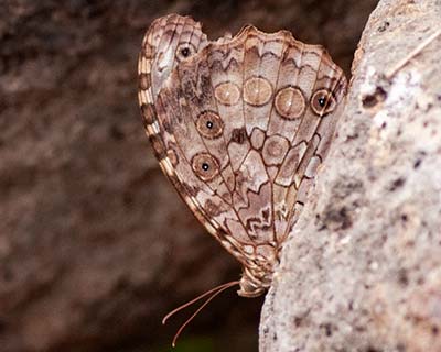 White-spotted Satyr