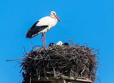 White Stork